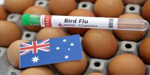 اكتشاف سلالة شديدة العدوى من فيروس إنفلونزا الطيور في أستراليا - AARC مصر