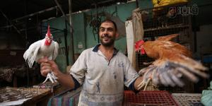 أسعار الدواجن تواصل الانخفاض في الأسواق اليوم الأربعاء - AARC مصر
