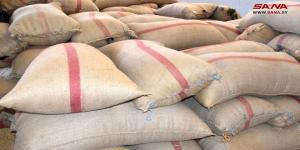 صرف نحو 21 مليار ليرة من أثمان القمح بالسويداء - AARC مصر
