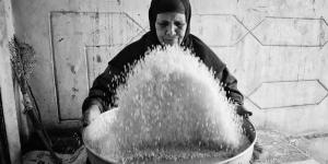 جدة مصرية تقوم بتنقية الأرز بحركات مبهرة.. دون أن تسقط حبة على الأرض - AARC مصر