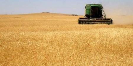 تراجع محصول القمح في فرنسا لعام 2024 بسبب الأمطار - AARC مصر