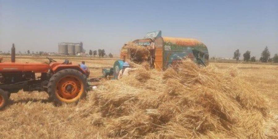 تقرير.. 14.6 مليون طن واردات مصر من القمح بحلول 2033 - AARC مصر